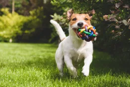 Rawhide Alternatives to Dog Bones – Top 3 Picks